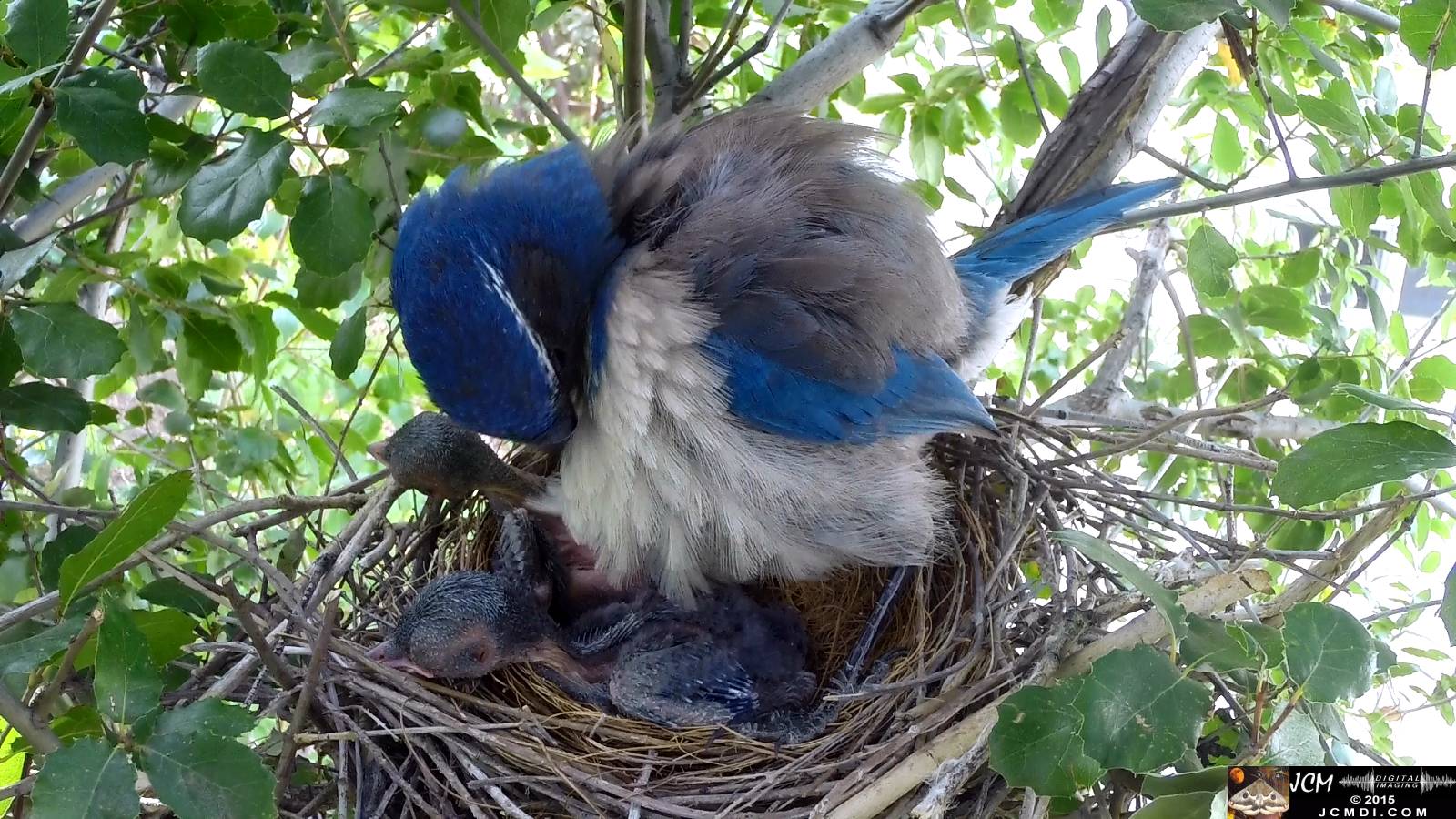Scrub Jay nest documentary - female stands in nest preening